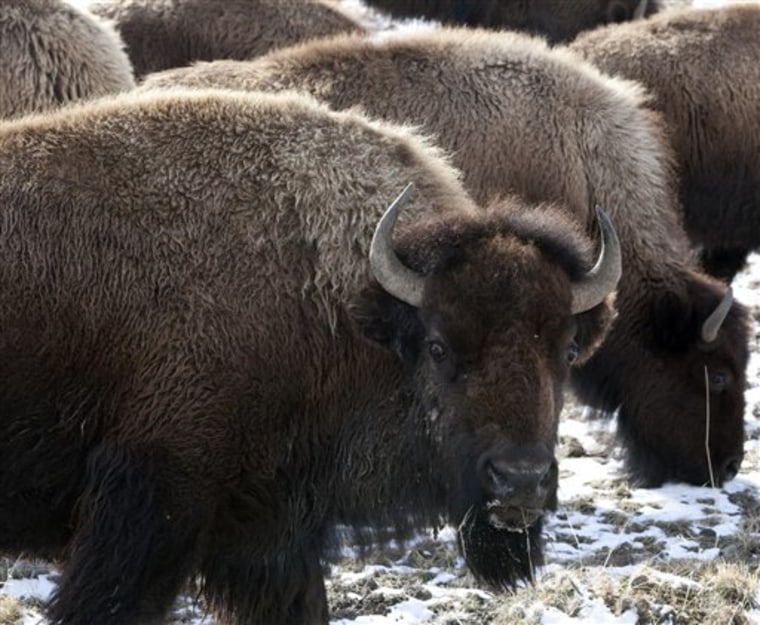Bison roam outside the gate of Yellowstone National Park in Gardiner, Mont., in this file photo. A government shutdown will businesses that rely on tourist traffic from Yellowstone.